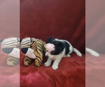 Small #151 Breeder Profile image
