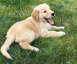 English Cream Golden Retriever Dog Breeder in NOBLESVILLE,  USA