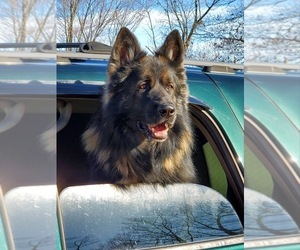 Main photo of German Shepherd Dog Dog Breeder near Pittsfield, NH, USA