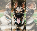 Small #11 Breeder Profile image
