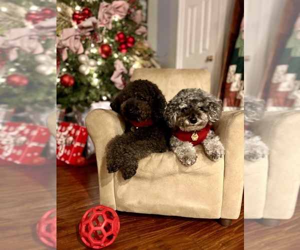 Medium Photo #1  Breeder Profile in INDIANOLA, MS, USA