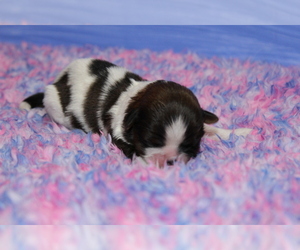Shih Tzu Dog Breeder near CHIPLEY, FL, USA