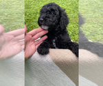 Small #3 Breeder Profile image