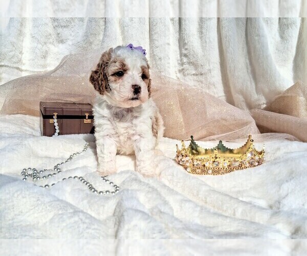 Medium Photo #28  Breeder Profile in GASTONIA, NC, USA