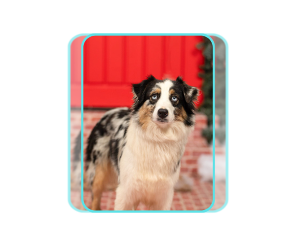 Medium Photo #15  Breeder Profile in PLACERVILLE, CA, USA