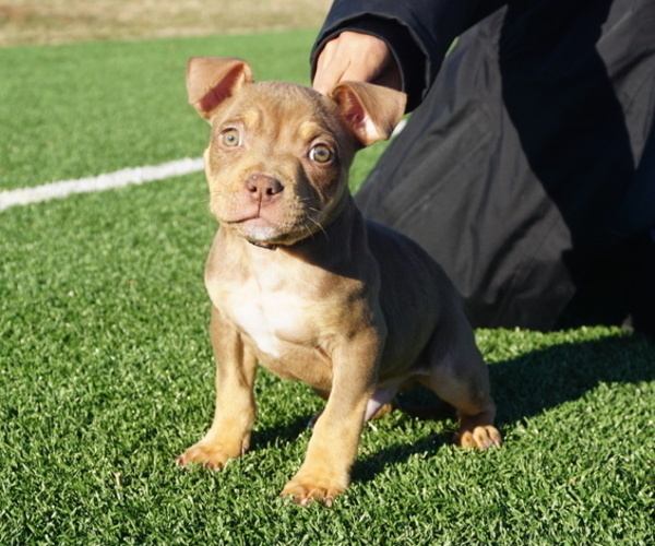 Medium Photo #2  Breeder Profile in STAFFORD, VA, USA