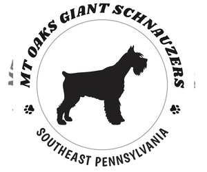 Schnauzer (Giant) Dog Breeder near YARDLEY, PA, USA