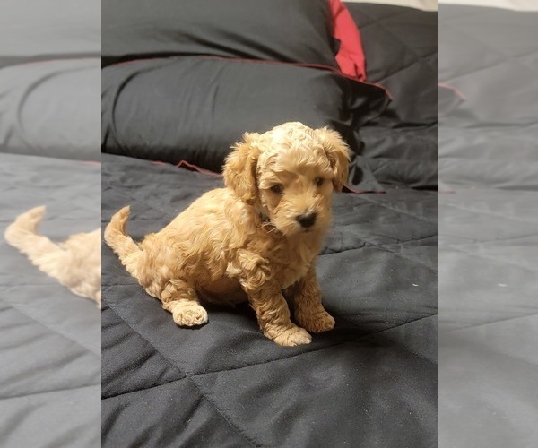 Medium Photo #8  Breeder Profile in BAKERSFIELD, CA, USA