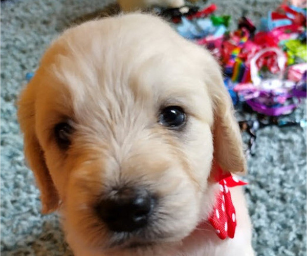 Medium Photo #15  Breeder Profile in ATHENS, TN, USA