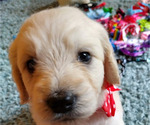 Small #14 Breeder Profile image