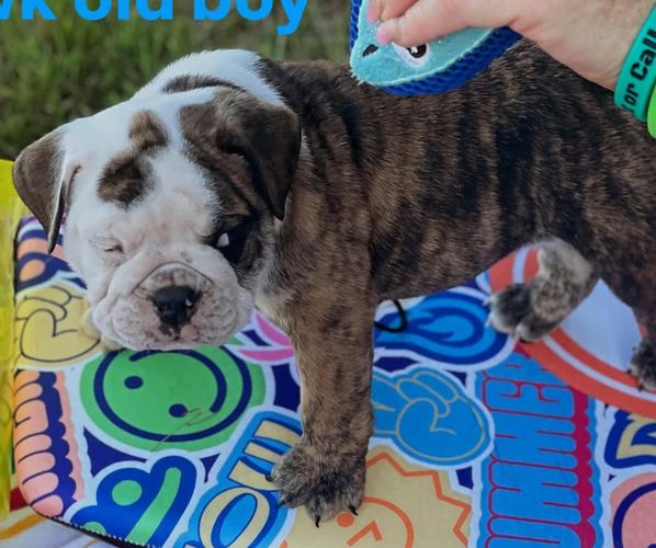 Medium Photo #6  Breeder Profile in SALEM, OR, USA