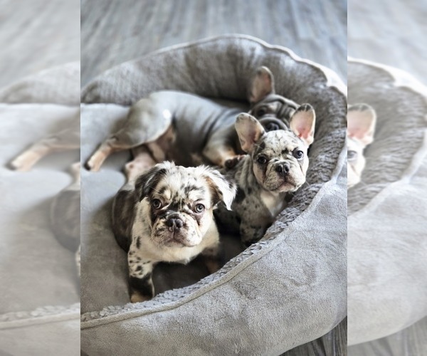 Medium Photo #1  Breeder Profile in GLEN BURNIE, MD, USA