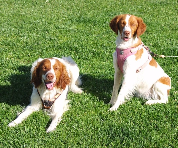 Medium Photo #8  Breeder Profile in MONTROSE, CO, USA