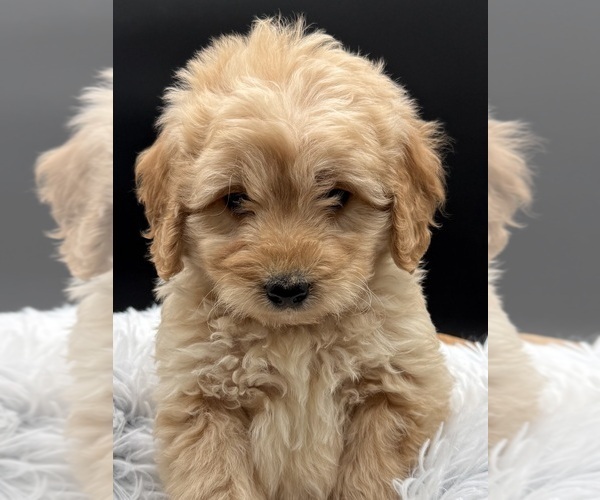 Medium Photo #1  Breeder Profile in HAYDEN, AL, USA