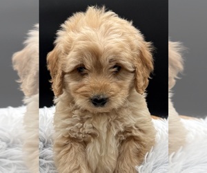 Goldendoodle Dog Breeder near HAYDEN, AL, USA