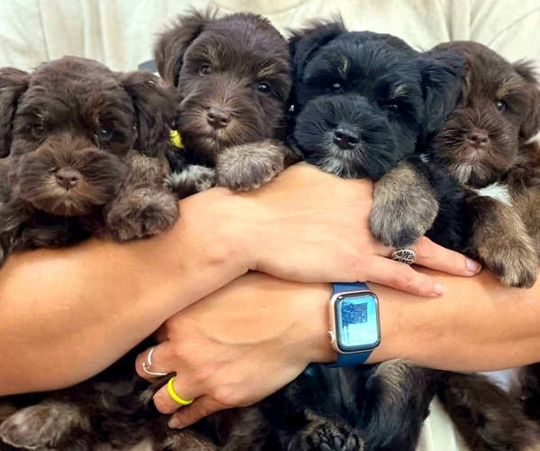 Medium Photo #1  Breeder Profile in THAXTON, VA, USA