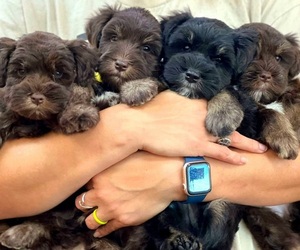Schnauzer (Miniature) Dog Breeder near THAXTON, VA, USA