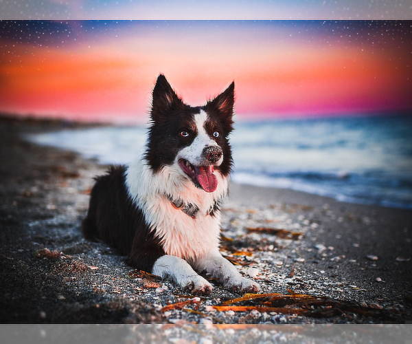 Medium Photo #18  Breeder Profile in CONWAY, MO, USA