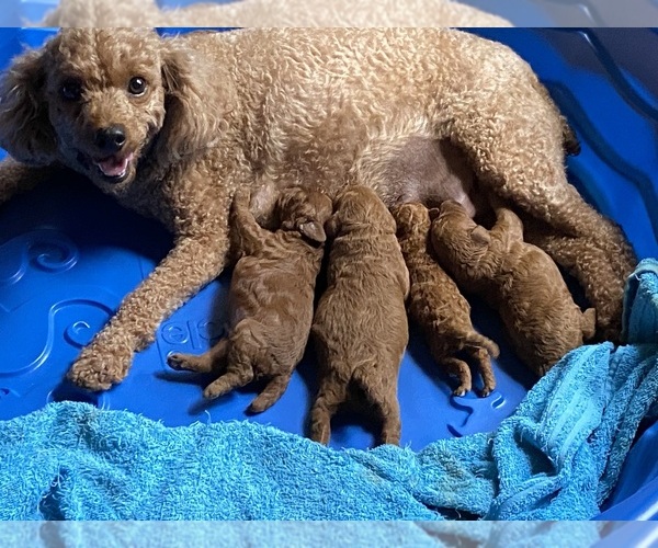 Medium Photo #1  Breeder Profile in JAMESTOWN, TN, USA