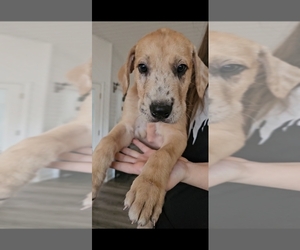Irish Dane Dog Breeder in WELLINGTON,  USA