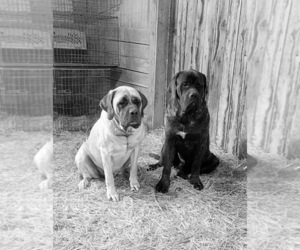 Mastiff Dog Breeder near VANDALIA, IL, USA