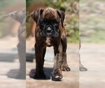 Small #6 Breeder Profile image