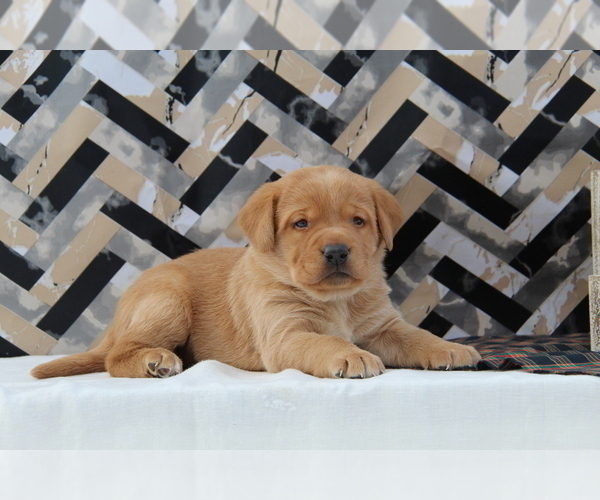 Medium Photo #12  Breeder Profile in HYDE PARK, VT, USA