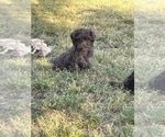 Small #2 Breeder Profile image