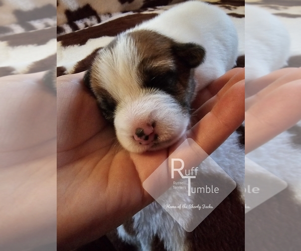Medium Photo #18  Breeder Profile in HARVEL, IL, USA