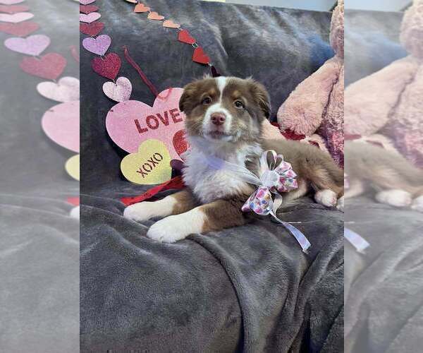 Medium Photo #23  Breeder Profile in HARRISON, OH, USA