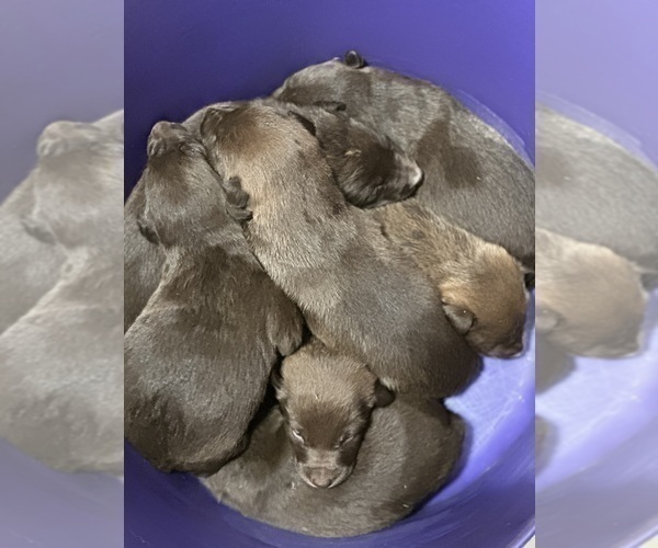 Medium Photo #43  Breeder Profile in CAMAS, WA, USA