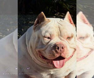 Medium Breeder Profile Photo