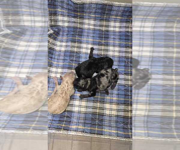 Medium Photo #8  Breeder Profile in PHOENIX, AZ, USA