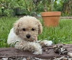 Small #7 Breeder Profile image