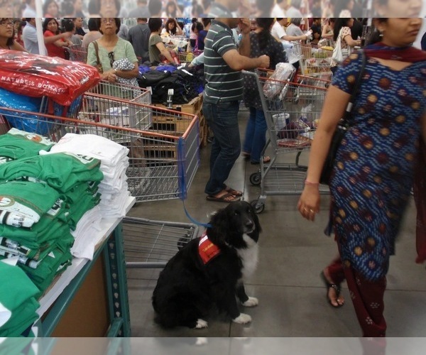 Medium Photo #20  Breeder Profile in SUNNYVALE, CA, USA