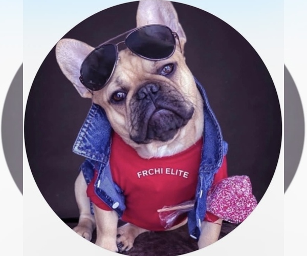 Medium Photo #1  Breeder Profile in BROOKLYN, NY, USA