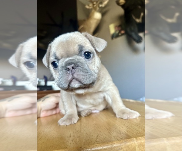 Medium Photo #19  Breeder Profile in BIG RAPIDS, MI, USA