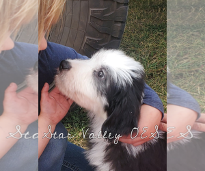 Main photo of Old English Sheepdog Dog Breeder near SMOOT, WY, USA