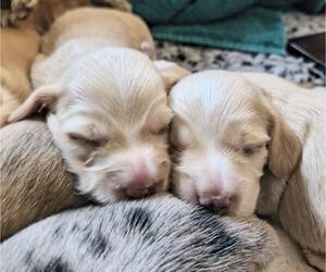 Dachshund Dog Breeder near TUSTIN, CA, USA