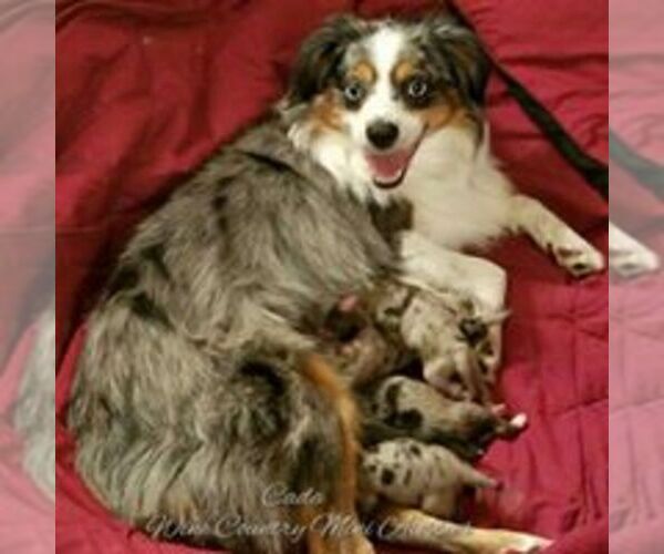 Medium Photo #1  Breeder Profile in CALISTOGA, CA, USA