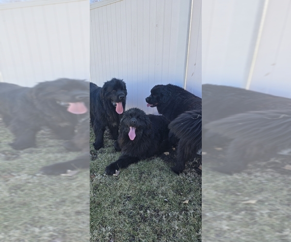 Medium Photo #72  Breeder Profile in TILTON, IL, USA