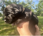 Small #6 Breeder Profile image
