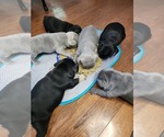 Small breeder photo