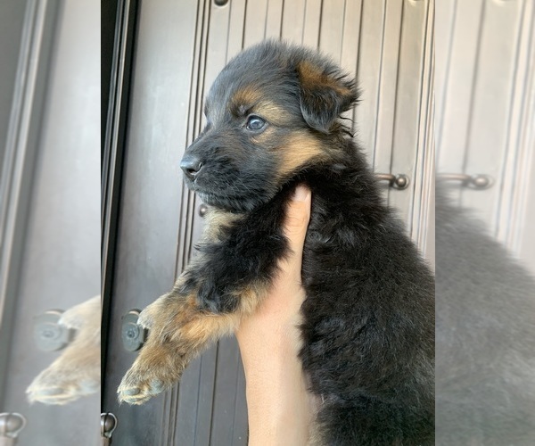 Medium Photo #197  Breeder Profile in PINON HILLS, CA, USA