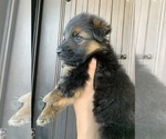 Small #196 Breeder Profile image