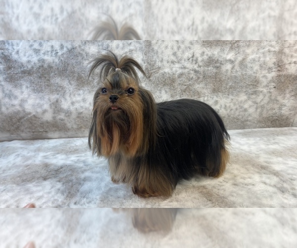 Medium Photo #19  Breeder Profile in STANTONVILLE, TN, USA