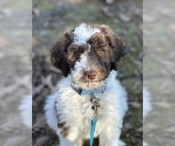 Medium Photo #14  Breeder Profile in CLEVELAND, GA, USA
