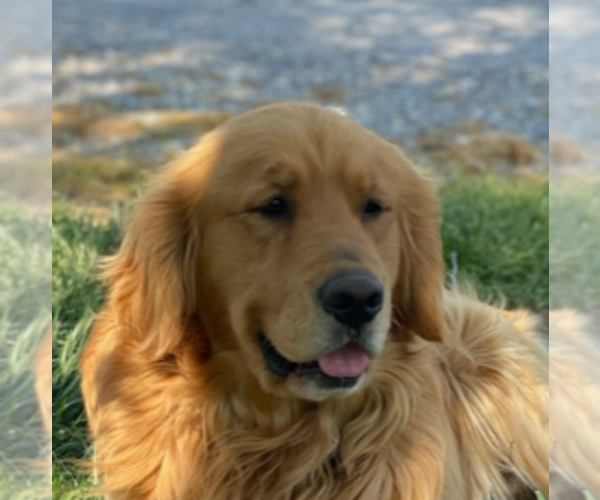 Medium Photo #1  Breeder Profile in WAVERLY, KY, USA