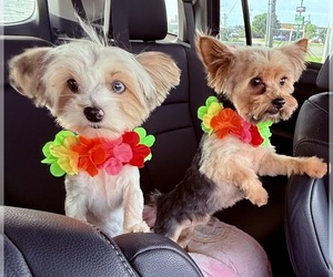 Yorkshire Terrier Dog Breeder near CONVERSE, TX, US