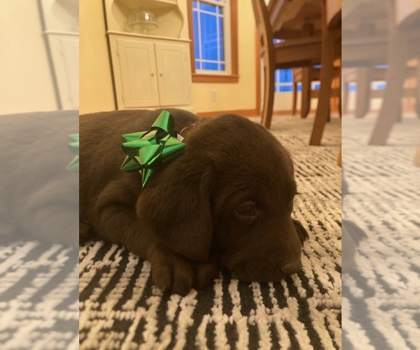 Medium Photo #11  Breeder Profile in MIDDLEBURY, IN, USA